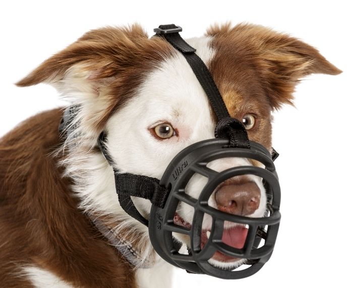 Baskerville Ultra Muzzles