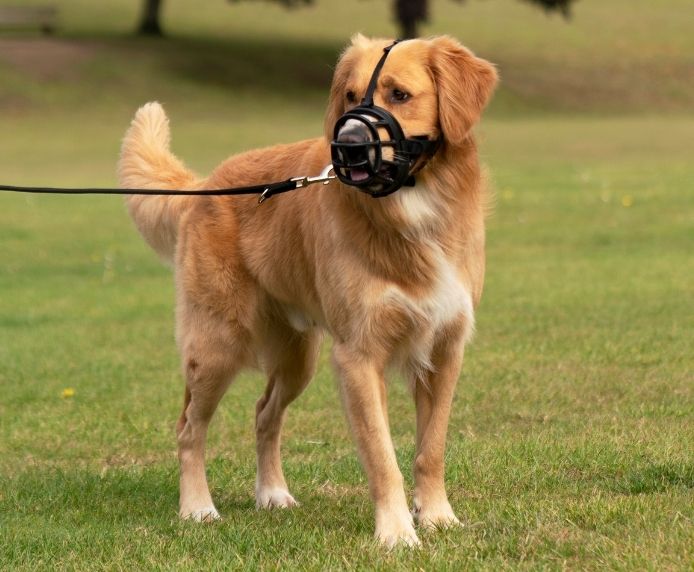 Baskerville Ultra Muzzles