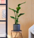 Bird of Paradise & Pot