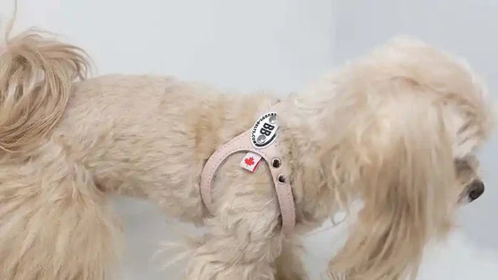Buddy Belt🍁 Light Pink Genuine Leather Harness