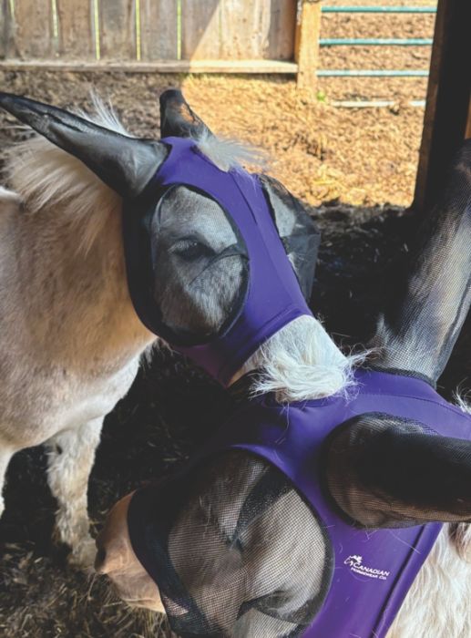 Canadian Horsewear 🍁Donkey/Mule Lycra Fly Mask