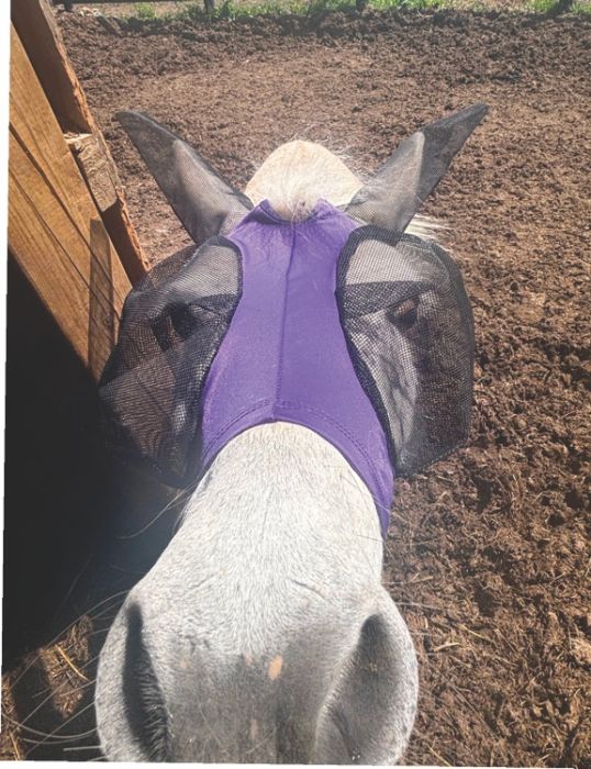 Canadian Horsewear 🍁Donkey/Mule Lycra Fly Mask