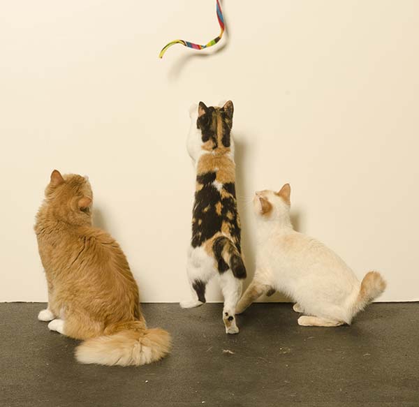 Cat Dancer Cat Charmer Toy