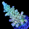 Daydream Tenuis Acropora Coral - 800 Grown