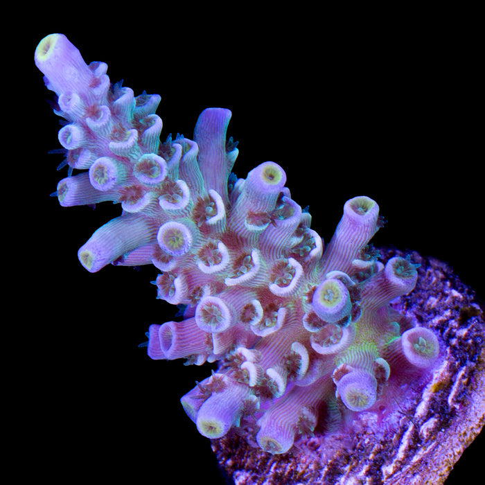 Daydream Tenuis Acropora Coral - 800 Grown