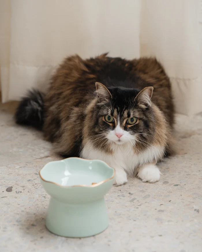 Dexypaws 🍁Sage Green Raised Ceramic Cat Bowl