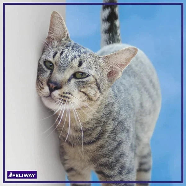 Feliway Classic 30 Day Home Diffuser