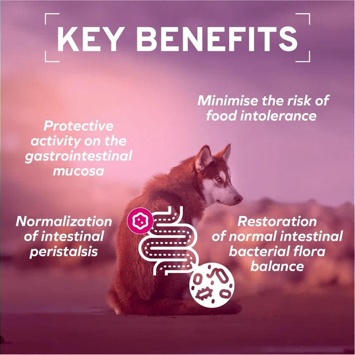 Forza10 Intestinal Active Dog