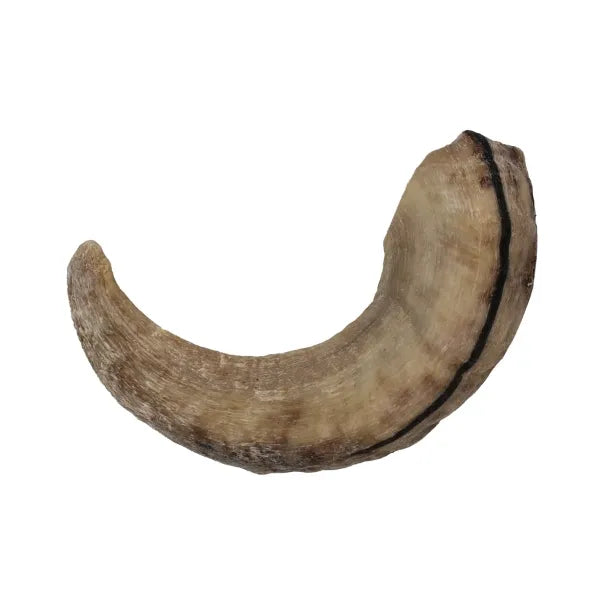 Icelandic+ Lamb Horn