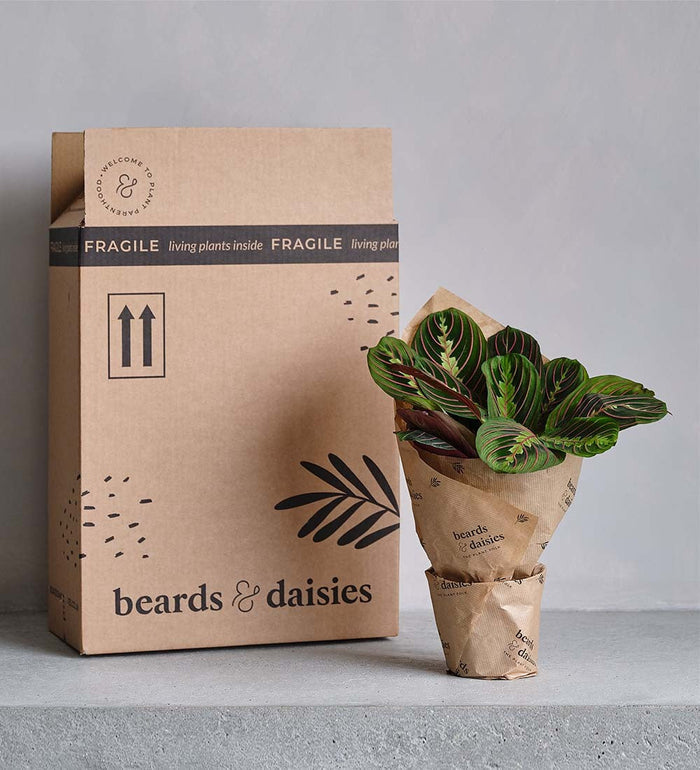 Jade Plant & Pot