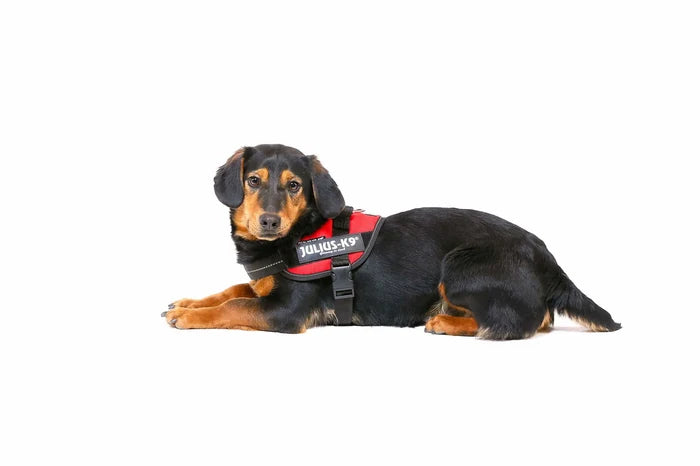 Julius K9🍁 Red IDC Power Harness