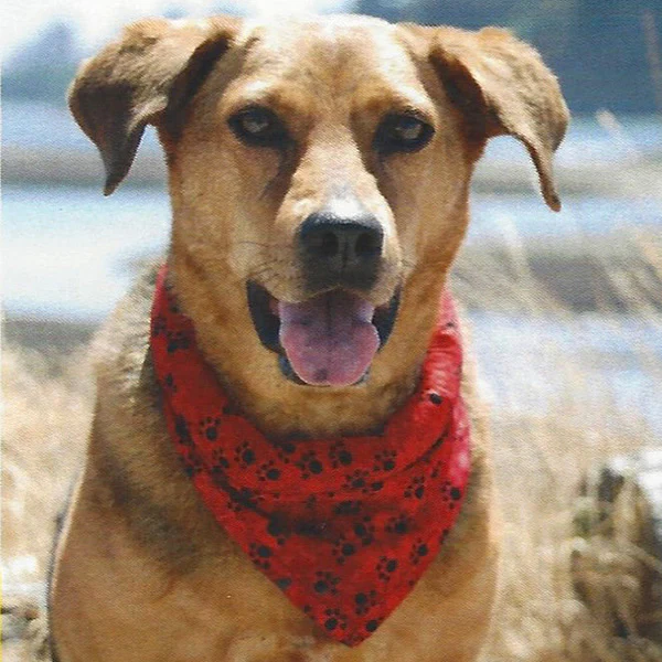 K9 Cooler Medium Cooling Bandana 17.5"-18.5"