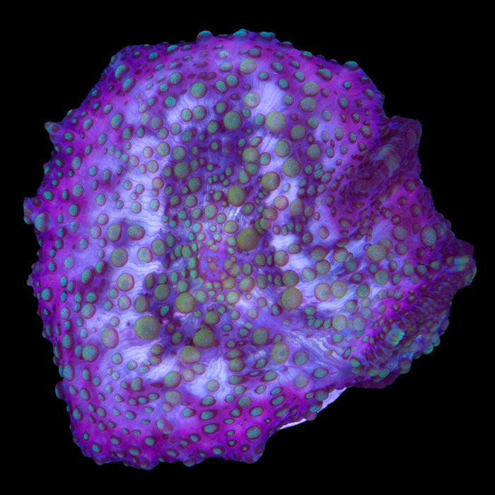 Lava Lamp Mushroom