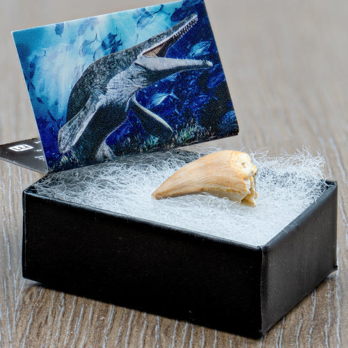 Mighty Mosasaur Pocket Fossil - The Space Store