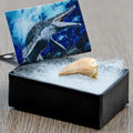 Mighty Mosasaur Pocket Fossil - The Space Store