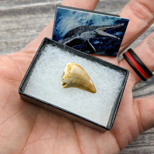 Mighty Mosasaur Pocket Fossil - The Space Store