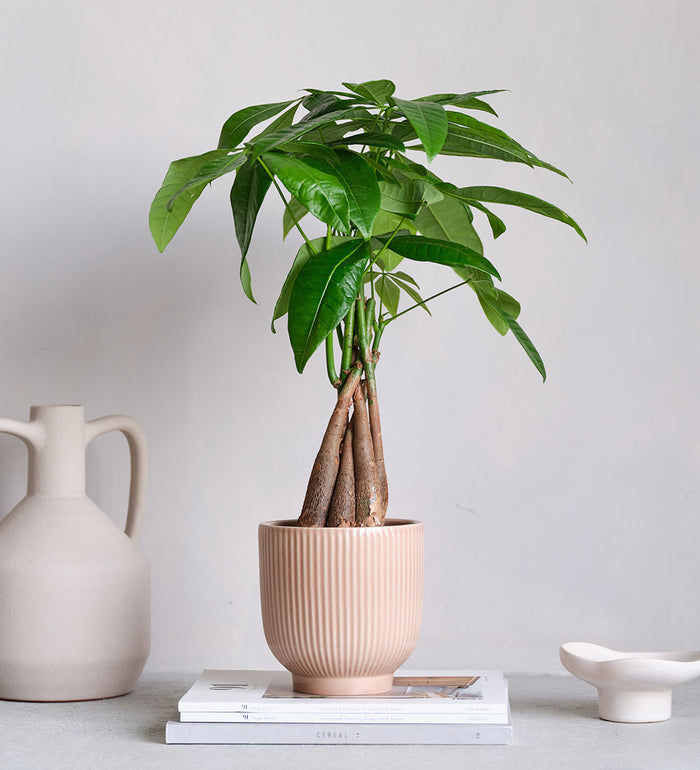 Money Tree & Pot