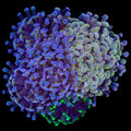 Neptune, Yellow, & Green Branching Hammer Coral Colony