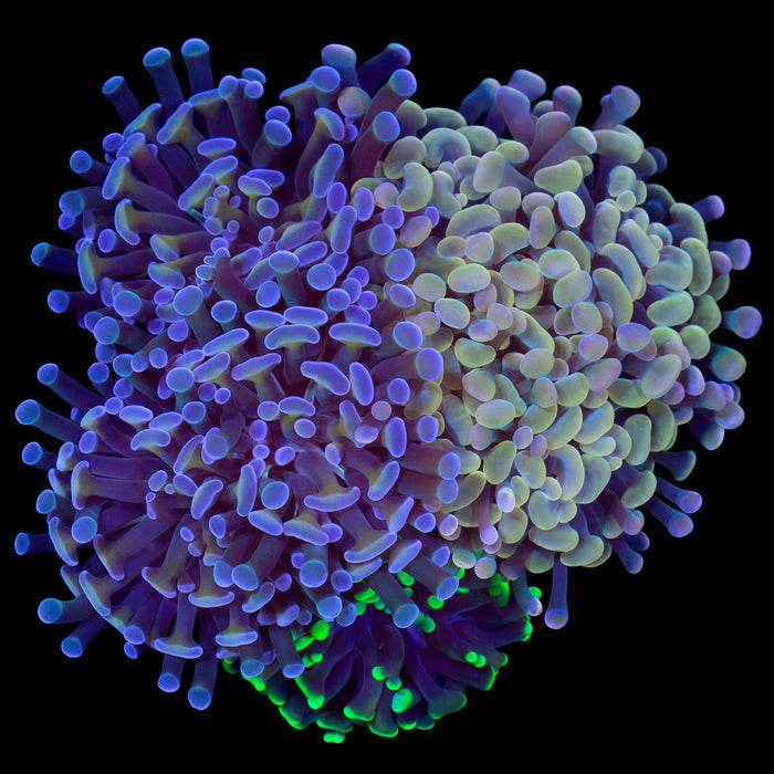 Neptune, Yellow, & Green Branching Hammer Coral Colony