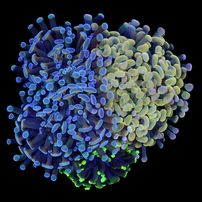Neptune, Yellow, & Green Branching Hammer Coral Colony