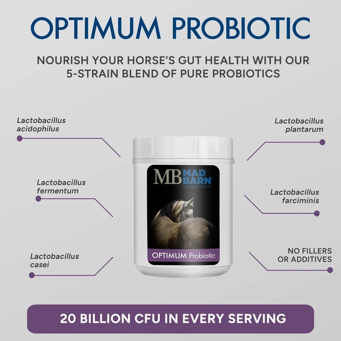 Optimum Probiotics - High-Potency 5-Strain Probiotic  🍁MadBarn