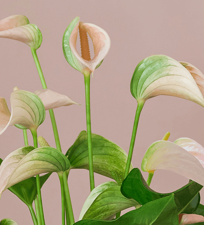 Peach Anthurium & Pot