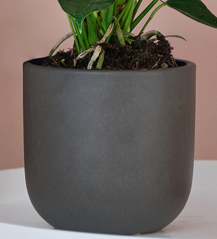 Peach Anthurium & Pot