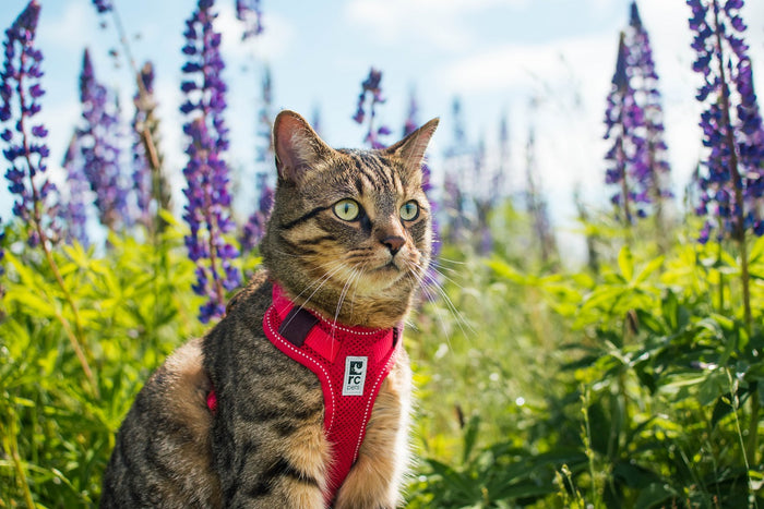 RC Pets 🍁Black/Grey Moto Control Harness