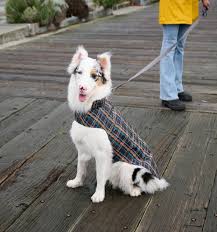 RC Pets🍁 Flannel Delta Rain Slicker