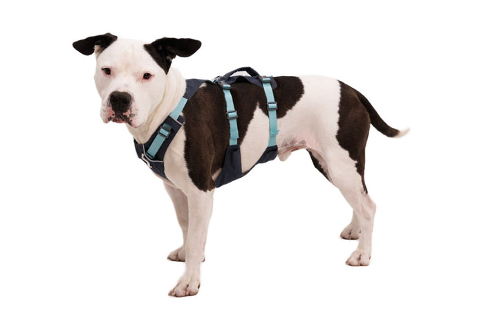 RUFFWEAR Basalt Gray Flagline Harness
