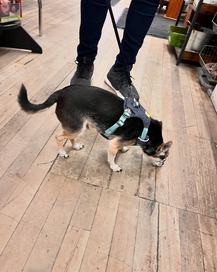 RUFFWEAR Hi & Light Basalt Gray Harness