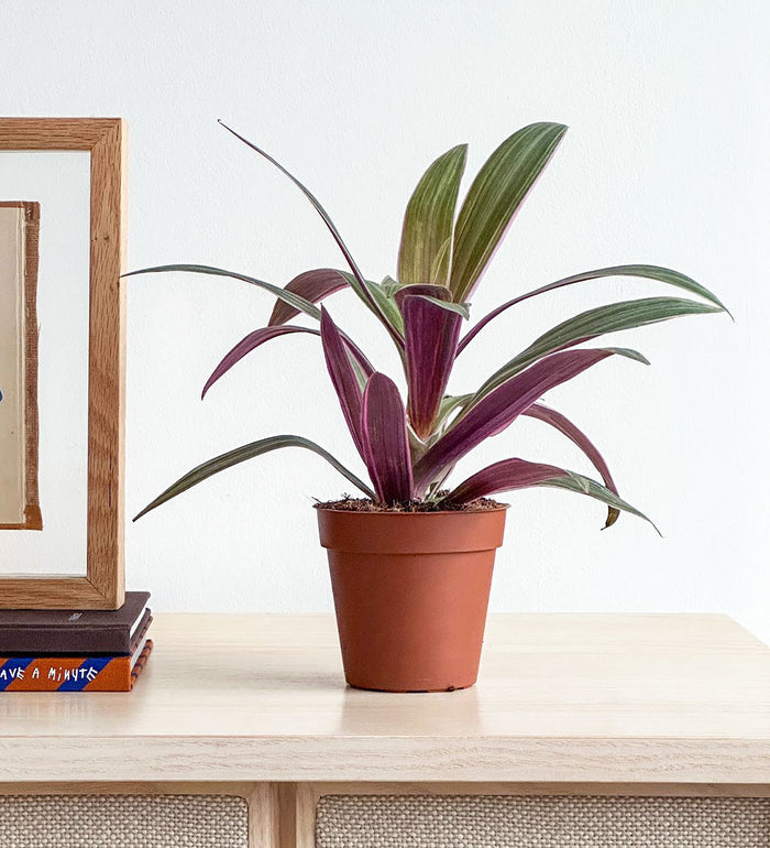 Tradescantia Spathacea