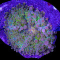 Ultra Solomon Islands Ricordea Yuma Mushroom