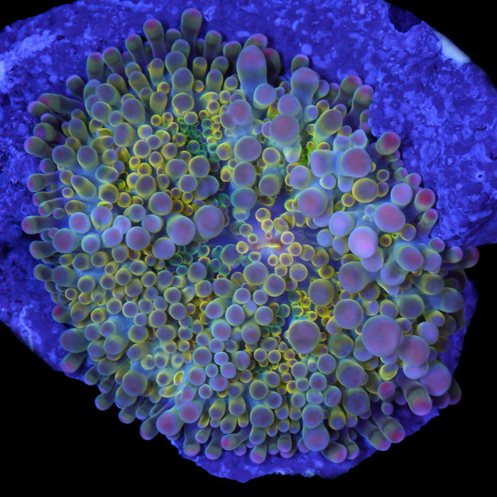 Ultra Solomon Islands Ricordea Yuma Mushroom