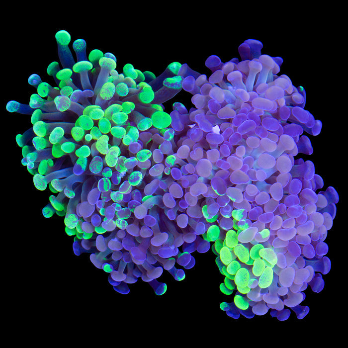 Vivid's Crazy Grafted Marble Branching Hammer Coral Colony