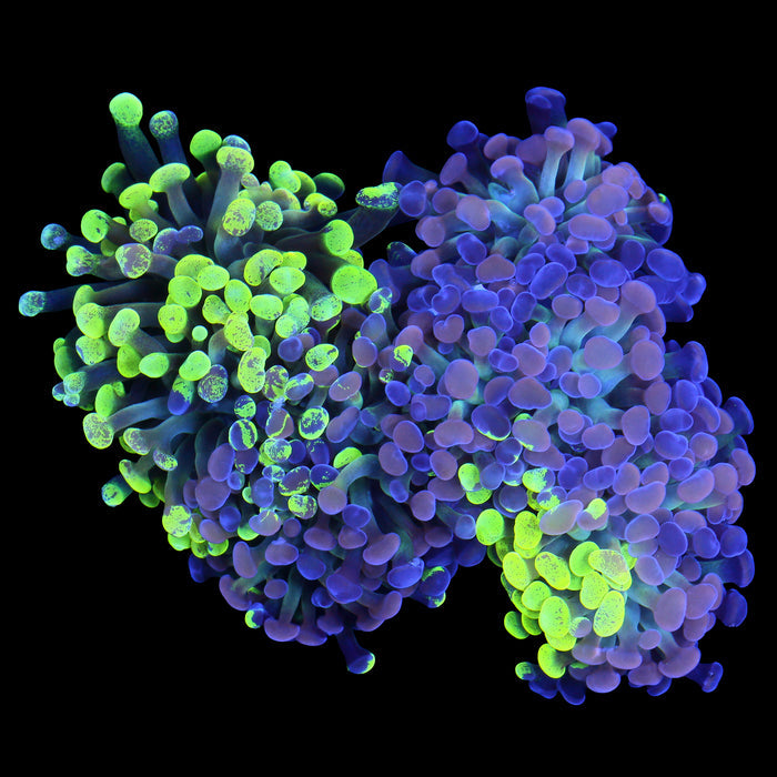 Vivid's Crazy Grafted Marble Branching Hammer Coral Colony