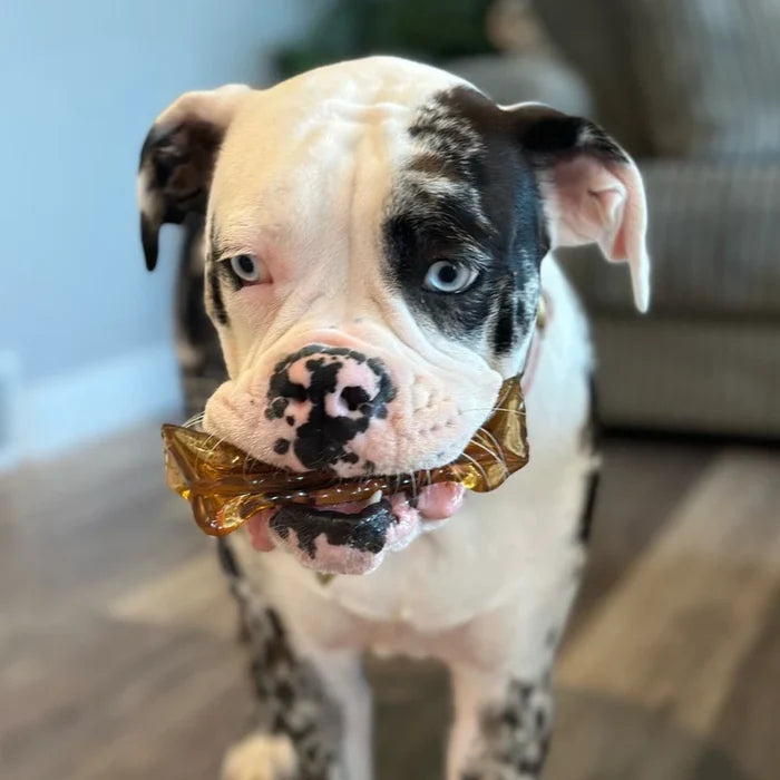 Wag & Bright 🍁 Pork & Parsley Mighty Marrows Dental Chew for Dogs
