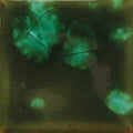 Woodland Fantasy CG-707 Jungle Gems Mayco